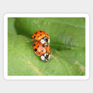 Harmonia axyridis - Asian ladybeetle - mating on a leaf Sticker